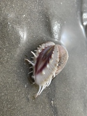 Hysteroconcha