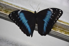 Morpho