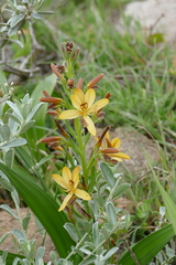 Wachendorfia multiflora