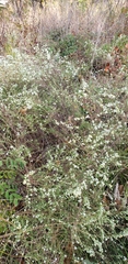 Symphyotrichum ericoides ericoides
