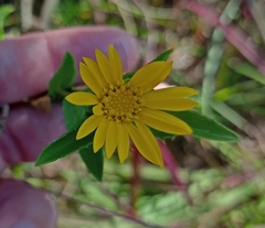 Grindelia lanceolata