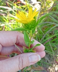 Grindelia lanceolata