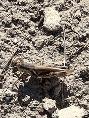 Melanoplus ponderosus