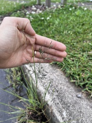 Eragrostis tenuifolia