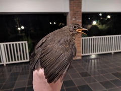 Turdus abyssinicus