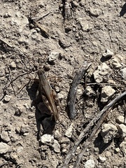 Melanoplus ponderosus