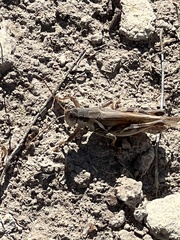 Melanoplus ponderosus