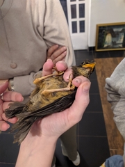 Turdus abyssinicus