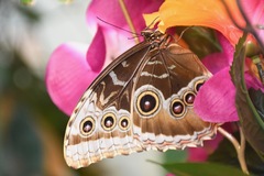 Morpho helenor