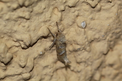 Triodia sylvina