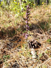 Liatris