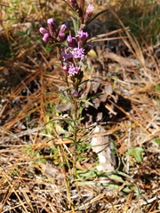 Liatris