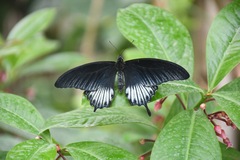 Papilio memnon