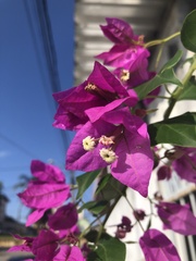 Bougainvillea