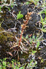 Pedicularis sudetica