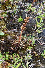 Pedicularis sudetica