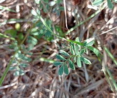 Indigofera miniata