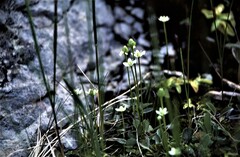 Parnassia glauca