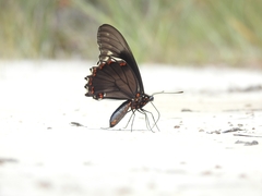 Battus polydamas polydamas