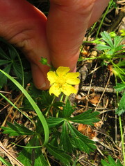 Potentilla crantzii