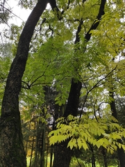 Phellodendron amurense