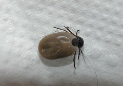 Ixodes scapularis