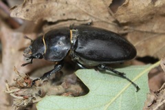 Lucanus tetraodon
