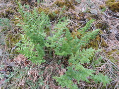 Asplenium cuneifolium