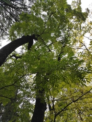 Phellodendron amurense