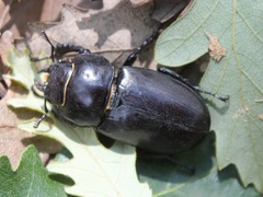 Lucanus tetraodon