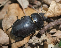 Lucanus tetraodon