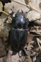 Lucanus tetraodon