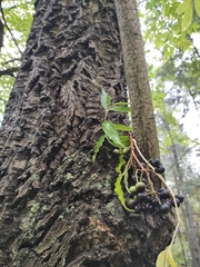 Phellodendron amurense
