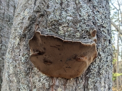 Phellinus tremulae