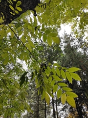 Phellodendron amurense