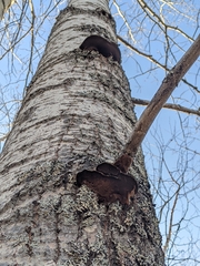 Phellinus tremulae