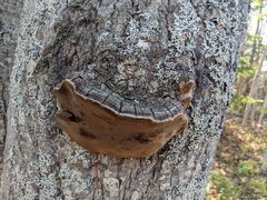 Phellinus tremulae