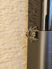 Phidippus audax