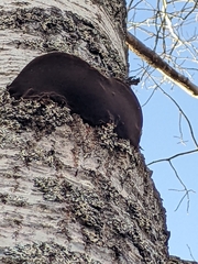 Phellinus tremulae