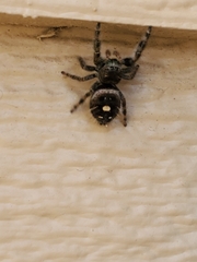 Phidippus audax