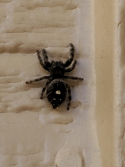 Phidippus audax