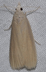 Aphomia sabella