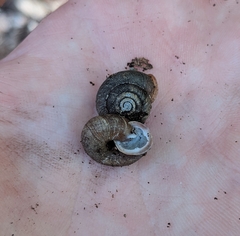 Triodopsis tridentata