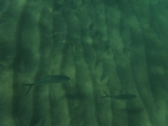 Caranx caballus