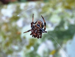 Araneus