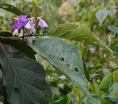 Solanum grandiflorum