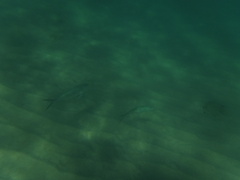 Caranx caballus