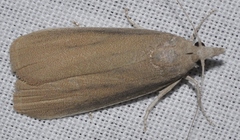 Aphomia sabella