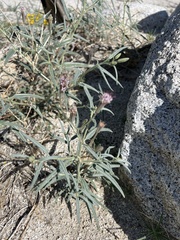 Palafoxia arida arida