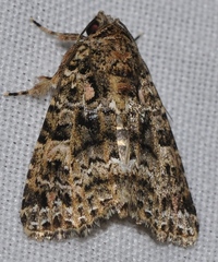 Callopistria latreillei